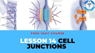 Biology  Cells  Tight Junctions Desmosomes amp Gap Junctions  IMAT  EnterMedSchool OLD [upl. by Destinee327]