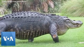 Massive alligator casually walks across golf course [upl. by Dal]