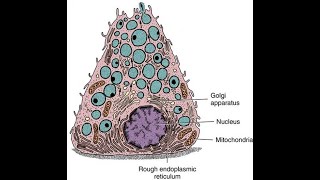 epithelial tissue 3 SPECIALIZATIONS OF THE CELL SURFACE and BIOLOGY OF EPITHELIAL CELLS [upl. by Medorra82]