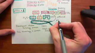 Type 1 Phosphoinositide 3Kinase Enzymes Part 4 [upl. by Nodnas187]