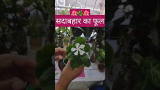 SadabaharVinca Plant Kaise Lagaye terracegarden sadabahar viralvideo shorts [upl. by Colston927]