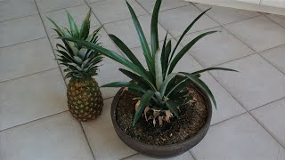 How to Grow a Pineapple from its Top Works every Time [upl. by Lesoj]