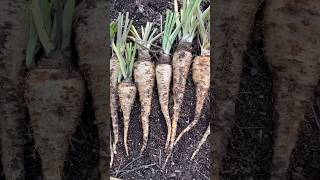 Parsnip Harvest parsnip vegetablegarden [upl. by Silliw]