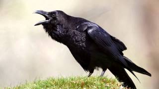 Raven  bird call  Learn The Sound A Raven Makes  Raven Sounds and Pictures [upl. by Ramgad]