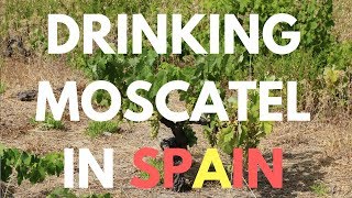 Drinking Moscatel in Spain  Sweet Wine review and tasting [upl. by Rehtaeh]