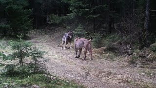 Eurasian lynx and wolf encounter sequence of camera trap photos [upl. by Skvorak]