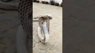 Big size Indian Cobra Snake shorts snake youtubeshortsspectacledcobrayoutubeshorts cobra [upl. by Devonna680]