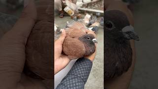 Season ke new pets ko udane ki training start kr rakhi hai pet kabootar minivlog petsvlog dog [upl. by Ylas100]