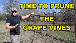 Mastering The Art Of Pruning Grape Vines A Stepbystep Guide [upl. by Otreblif]