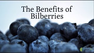 The Benefits of Bilberries [upl. by Nawyt]