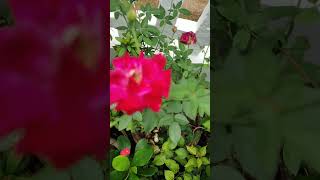 Lovely rose villagelife kerala [upl. by Florri]