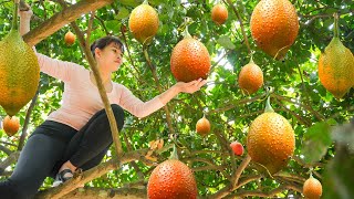 Harvesting GAC Fruit Go To Countryside Market Sell  Cook Delicious Sticky Rice With GAC Fruit [upl. by Romie313]