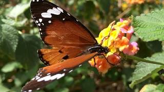 Butterflies Drinking Nectar [upl. by Yelknirb764]