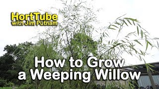 How to grow a Weeping Willow  Salix babylonica  Fast Growing Graceful Tree [upl. by Enelie]