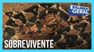 Brasileiro sobrevive à picada da maior serpente venenosa das Américas [upl. by Elsey]