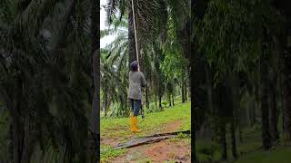 Palm hervesting work viralshort palmoil farming hervesting ytshorts viral malaysia new [upl. by Aelyk]