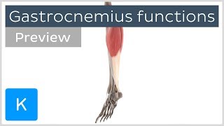 Functions of the gastrocnemius muscle preview  3D Human Anatomy  Kenhub [upl. by Stallworth]