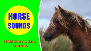 Horse Sounds  Learn Animal Sounds shorts horse [upl. by Ocramed584]