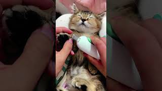 Cute cat baby cat funny cutecat meowingtv catlover cute animal funnycat kitten shotfeed [upl. by Airalav]