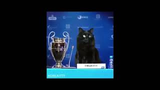 Kitty Goal OwlKitty Football Soccer  Funny Video [upl. by English]