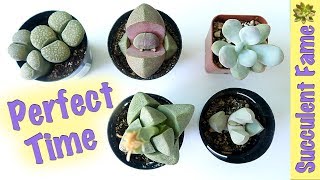 When and WHEN NOT TO Repot your Succulents Timing is Important [upl. by Wellington826]