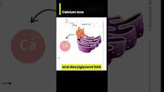 Results of Calcium ion Ca2 Signaling in cells [upl. by Anawk]