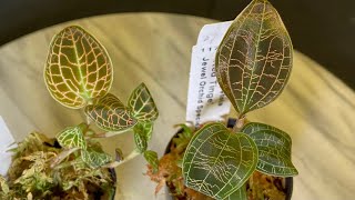 「22159」新购宝石兰，3养植方法和3植料配比，Jewel Orchid  Macodes petolaRed TingeMacodes Affin sanderiana 静姐说花946 [upl. by Eberle692]