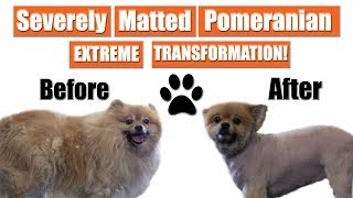 Matted Pomeranian Gets Shaved  Pet Grooming Transformation [upl. by Thursby827]