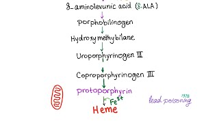 Heme Synthesis Pathway — Biochemistry and Hematology [upl. by Ibed447]