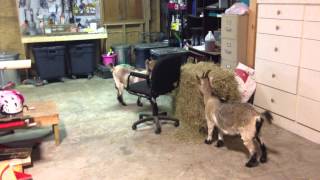 Baby Goats Playing in our Garage [upl. by Aubry620]