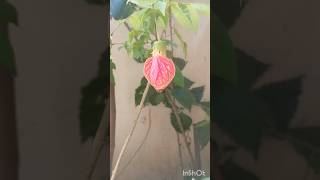 లాంతరు మందారం hibiscus garden gardening gardeningideas hibiscusgrafting hibiscuscuttingyt [upl. by Mlohsihc]