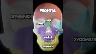 Skull Anatomy 101 Maxilla Nasal Zygomatic Lacrimal Bones [upl. by Cid]