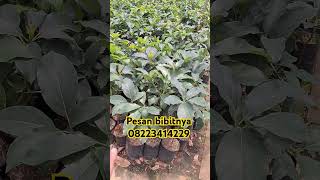 Promo bibit alpukat bibittanamanbuah fruit buahbuahan [upl. by Etnad]