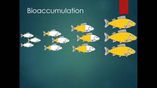 Whats In the Fish Bioaccumulation and Biomagnification [upl. by Robertson]