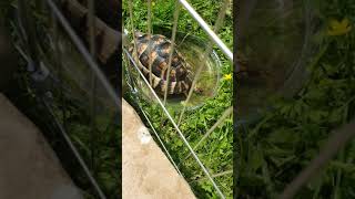 Marginated tortoise [upl. by Axe]