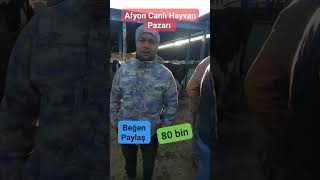 Afyon Canlı Hayvan Pazarı canlıhayvan damızlık dana cow düve simental koyun inek bull [upl. by Anirat]