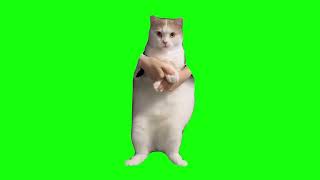 Cat Dancing to EDM  Green Screen [upl. by Saraann]