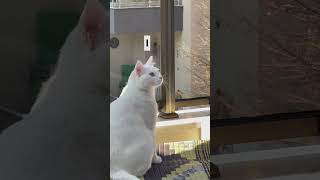 Cute Cat Chattering cat [upl. by Asilem]