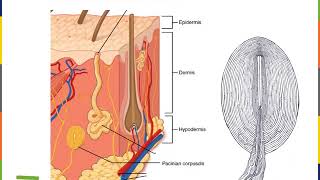 Integumentary System Part 3 [upl. by Dardani]