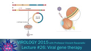 Virology 2015 Lecture 26 Viral gene therapy [upl. by Anderson]