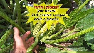 TUTTI I SEGRETI PER AVERE ZUCCHINE SEMPRE BELLE E FRESCHE [upl. by Leunammi]