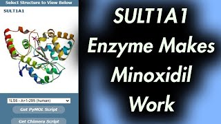 This Enzyme Makes Minoxidil Work SULT1A1 [upl. by Clive228]