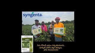 SYNGENTA SEEDS  OKRA  DIWA51 6281554491 [upl. by Dougy726]