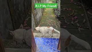 Saying Goodbye to Tramper My Loyal Visitor and Friend dogmemories rememberingtramper [upl. by Adnahs]