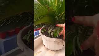 cycas plant ytshorts yourubeshorts tranding gardeningtips nature 🪴🪴🪴 [upl. by Adiaroz762]