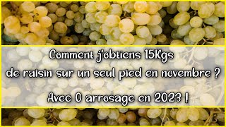 🍇Vignes 🍇 au jardin potager en permaculture  Novembre récolte abondante de raisin  Méthode [upl. by Johnathon]