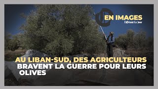 Au LibanSud des agriculteurs bravent la guerre pour les olives [upl. by Draned]