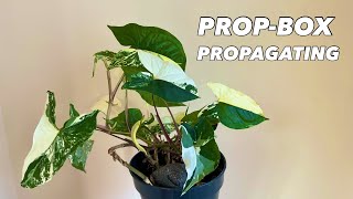 Perlite PropBox Propagation with Syngonium Podophyllum Albo Variegata [upl. by Adrell696]