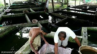 BIG AQUARIUM FISH FARM VISIT  দেখুন পৈলানের একটি খুব বড় রঙিন মাছের ফার্ম [upl. by Schonfeld]