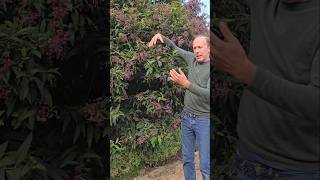 Chilean Cestrum cestrum elagans subtropical gardening adventure explore ideas motivation [upl. by Ossie]